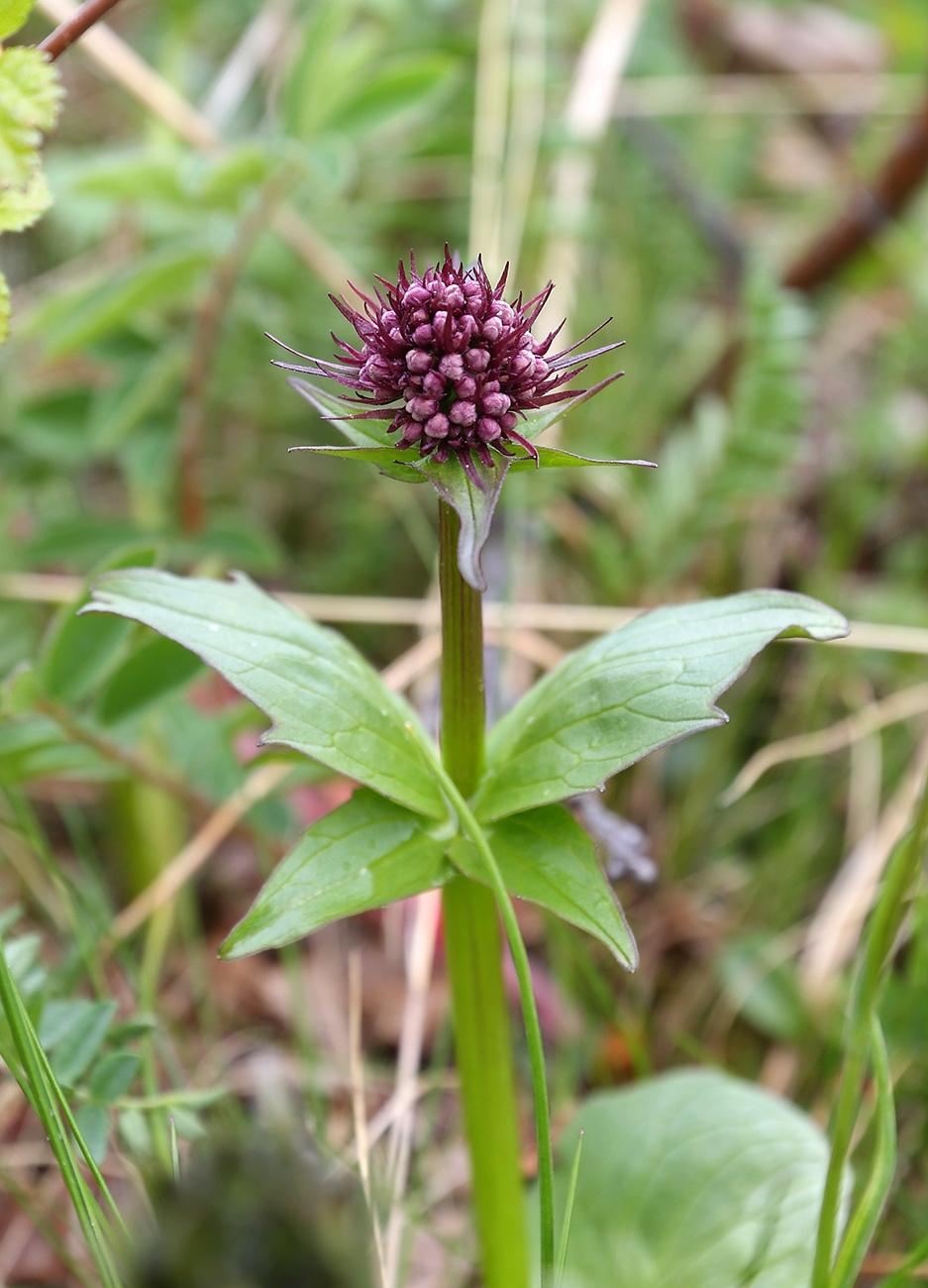 Image of Valeriana capitata specimen.