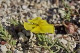 Fumana procumbens. Верхушка веточки с цветком. Крым, г. Симферополь, кромка куэсты в окр. мкр-на Пневматика. 28.08.2019.