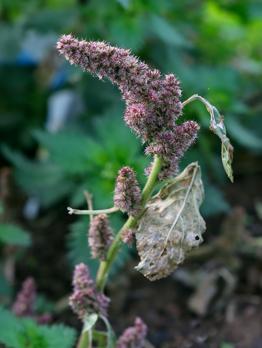 Image of Amaranthus retroflexus specimen.