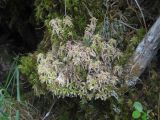 genus Sphagnum. Вегетирующие растения. Красноярский край, Ермаковский р-н, природный парк \"Ергаки\", урочище Каменный город, влажный склон. 14.07.2018.