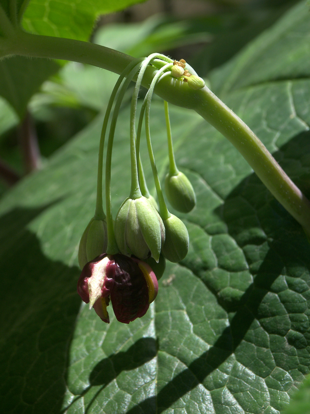 Изображение особи Dysosma pleiantha.