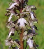 Himantoglossum robertianum