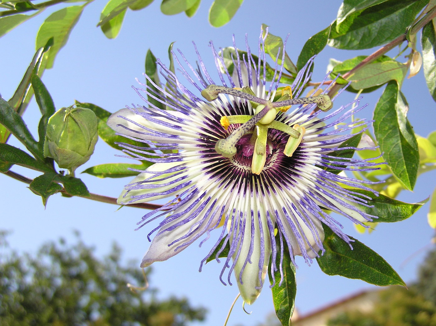 Image of Passiflora caerulea specimen.