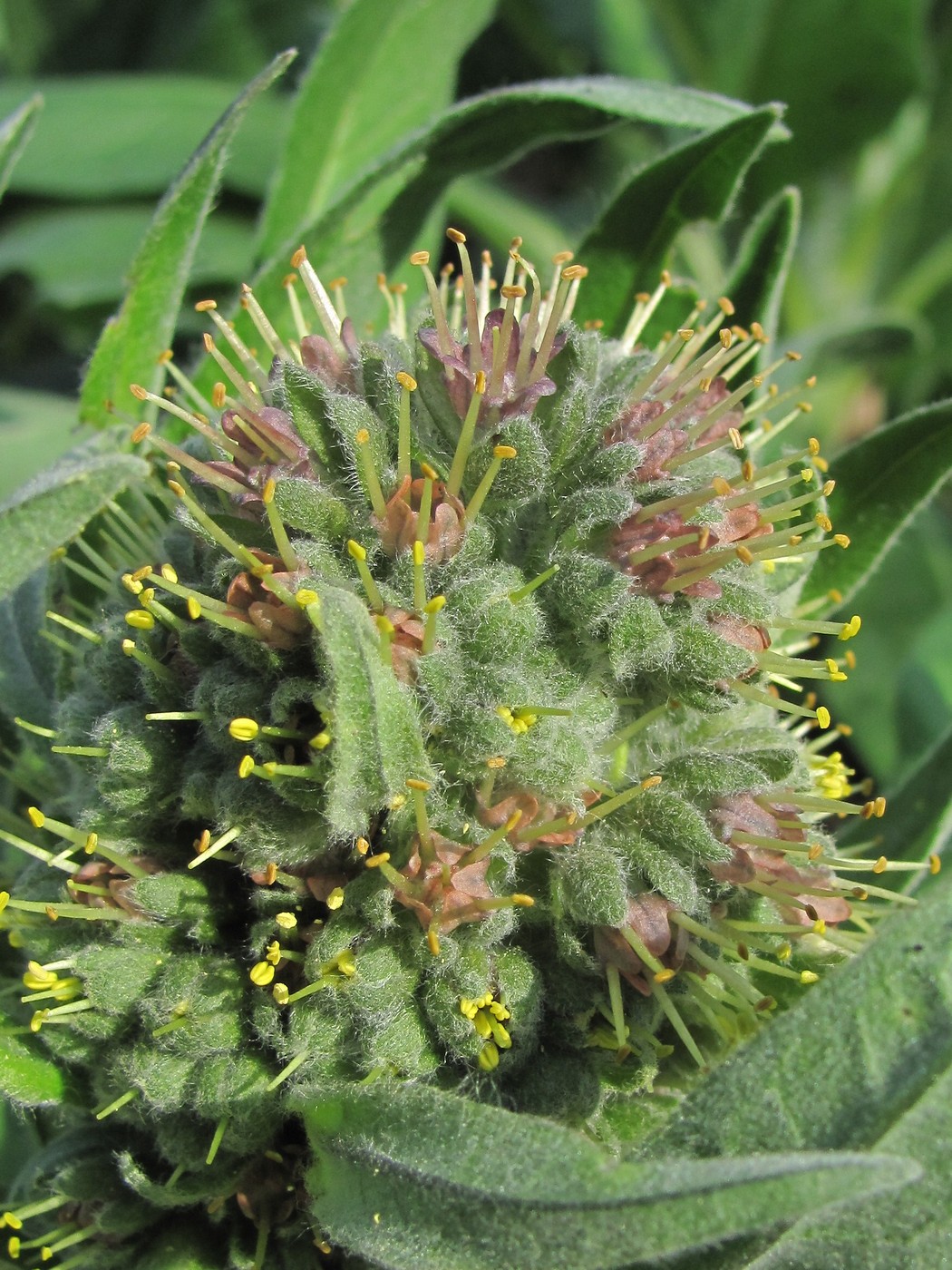 Image of Solenanthus biebersteinii specimen.