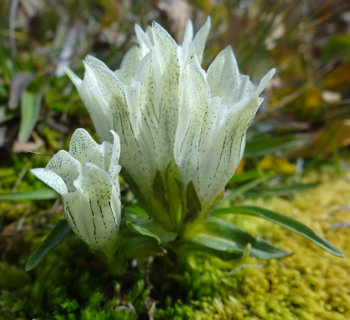 Изображение особи Gentiana algida.