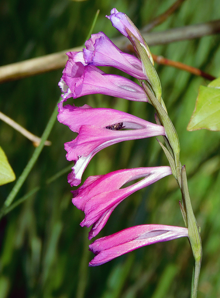 Изображение особи Gladiolus tenuis.