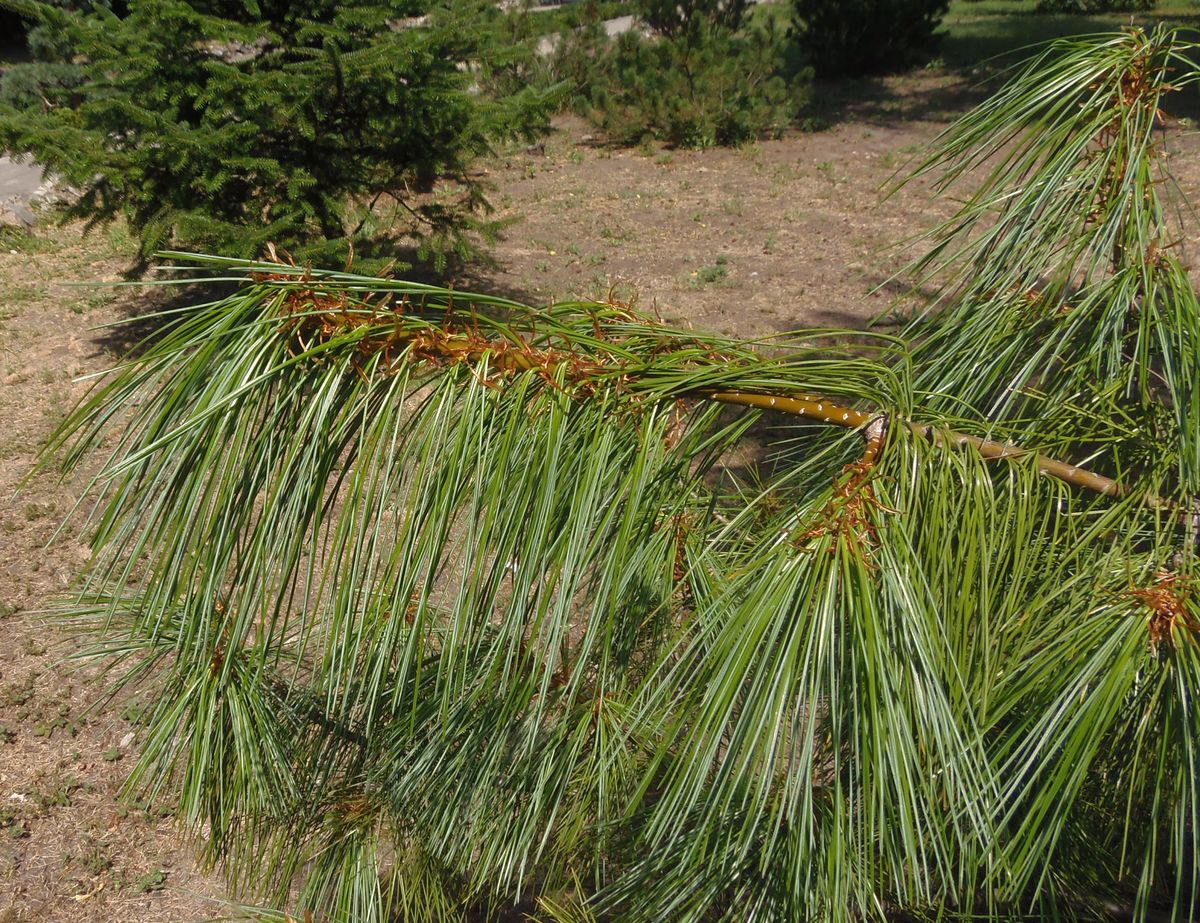 Image of genus Pinus specimen.