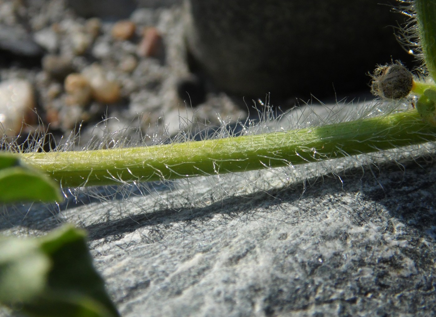 Image of Citrullus lanatus specimen.