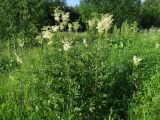 Filipendula ulmaria