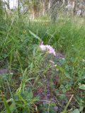 Dianthus &times; courtoisii