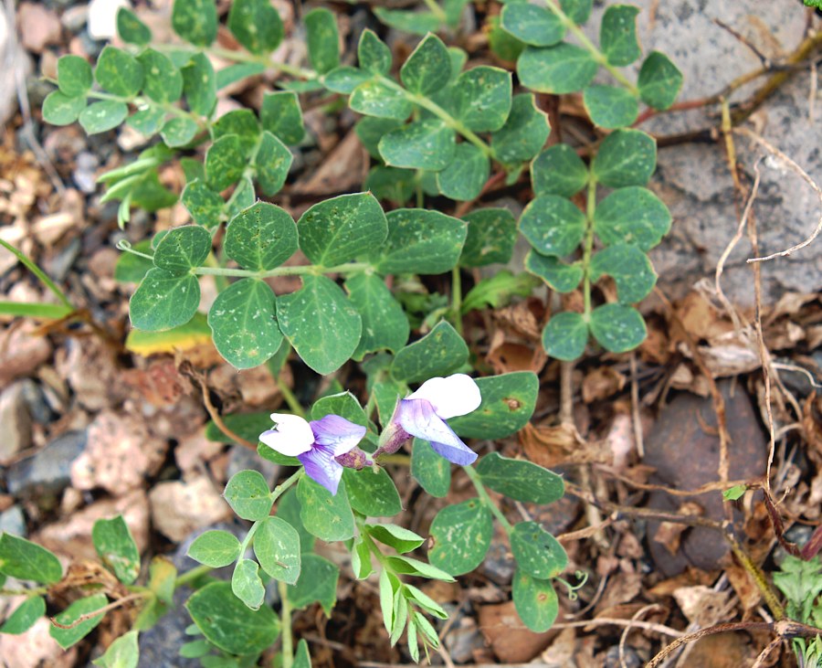 Изображение особи Lathyrus japonicus.