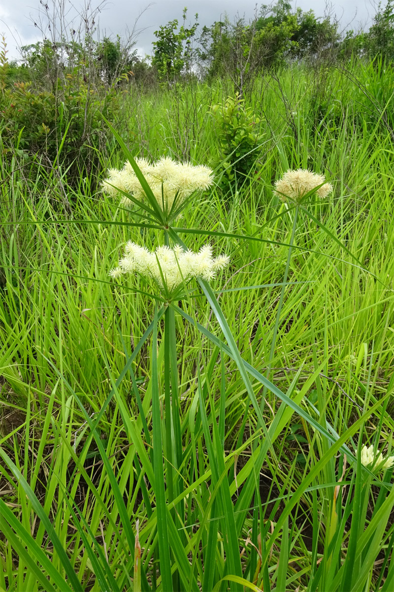 Изображение особи Cyperus hemisphaericus.