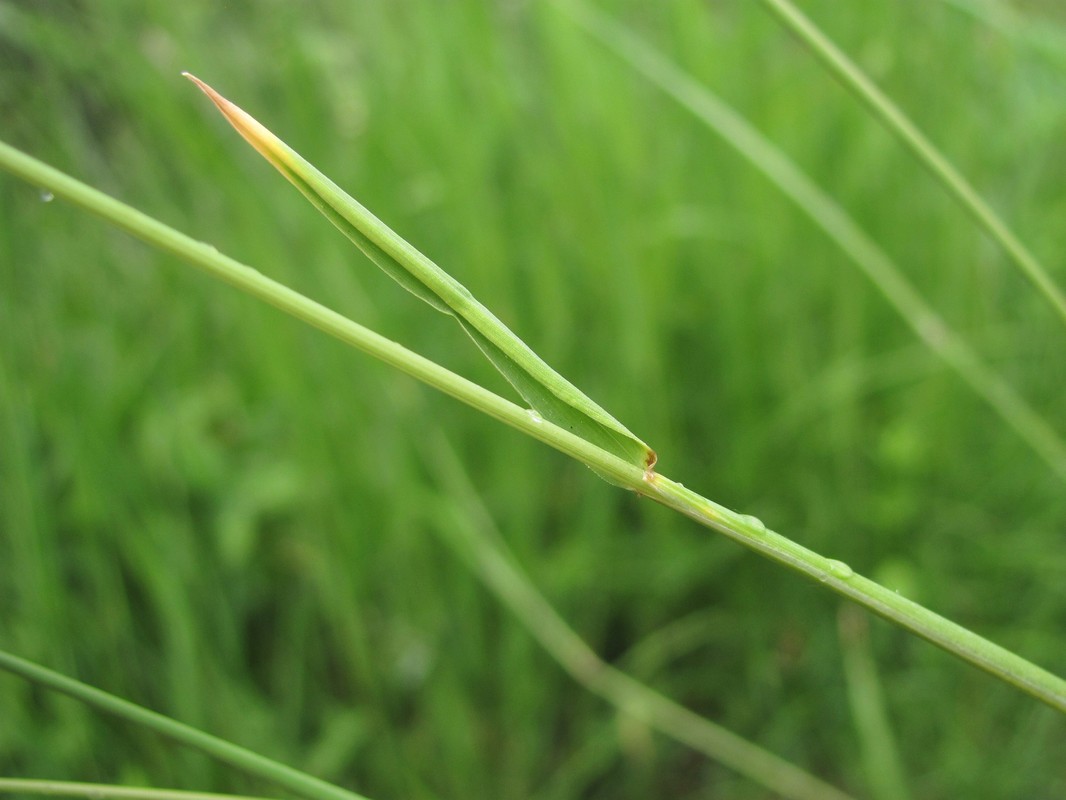 Image of Hordeum violaceum specimen.