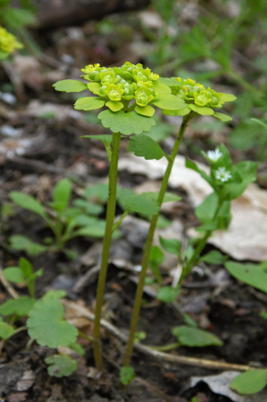 Изображение особи Chrysosplenium alternifolium.