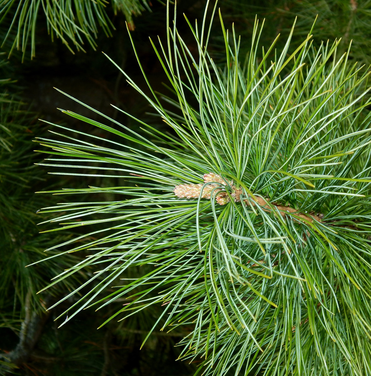 Pinus koraiensis tortuosa