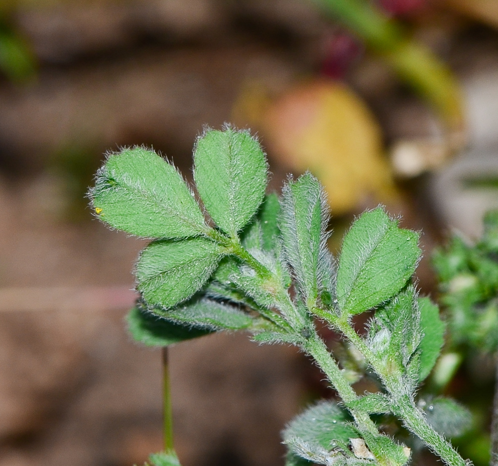 Image of Medicago coronata specimen.