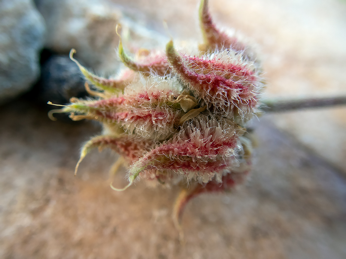 Image of genus Astragalus specimen.