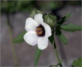 Hibiscus trionum