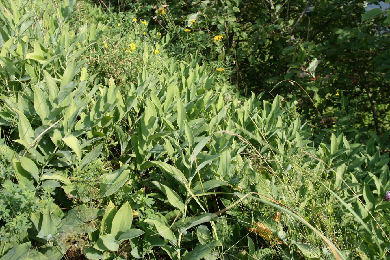 Image of Polygonatum odoratum specimen.