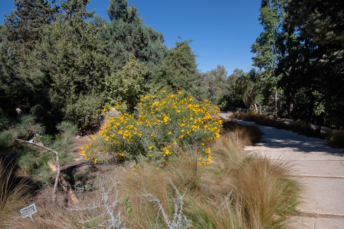 Image of Tagetes lemmonii specimen.