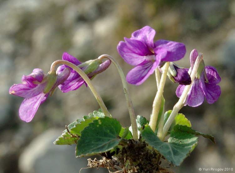 Image of Viola somchetica specimen.