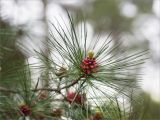 род Pinus