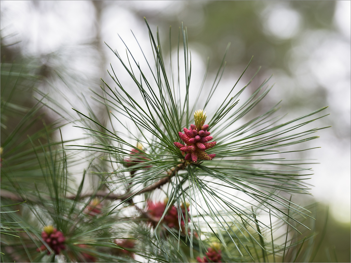 Image of genus Pinus specimen.