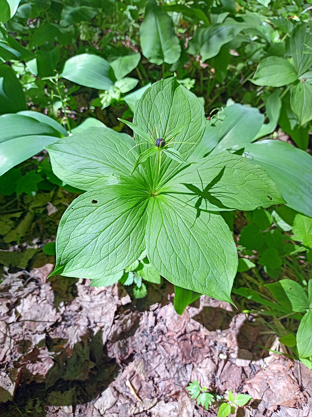 Image of Paris quadrifolia specimen.