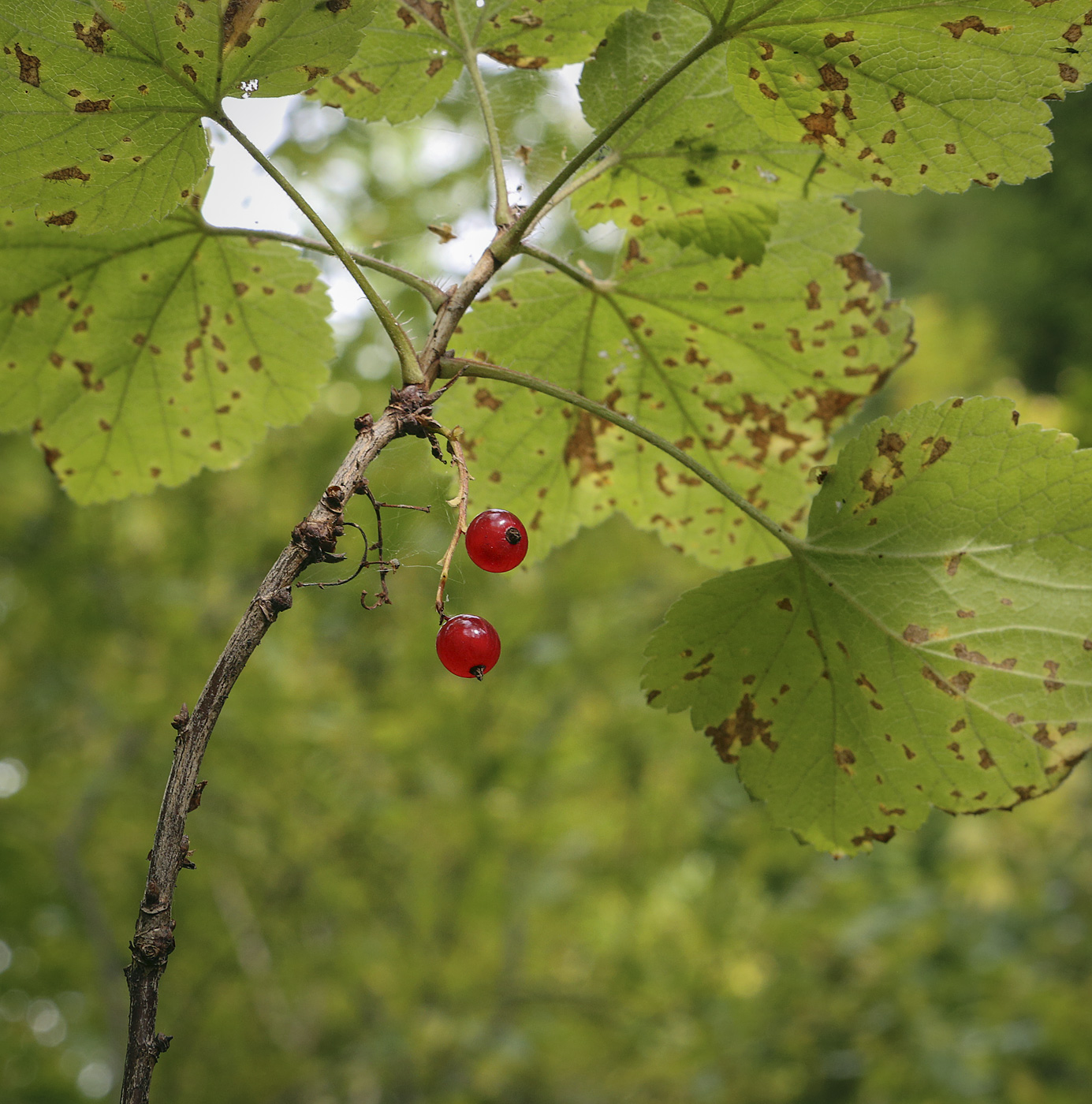 Изображение особи Ribes rubrum.