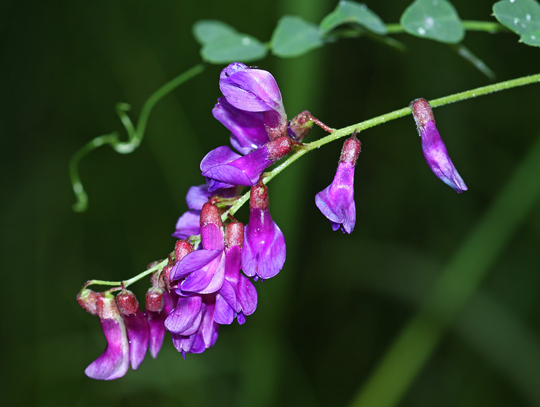 Изображение особи Vicia woroschilovii.