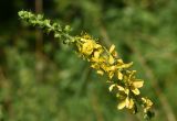 Agrimonia eupatoria