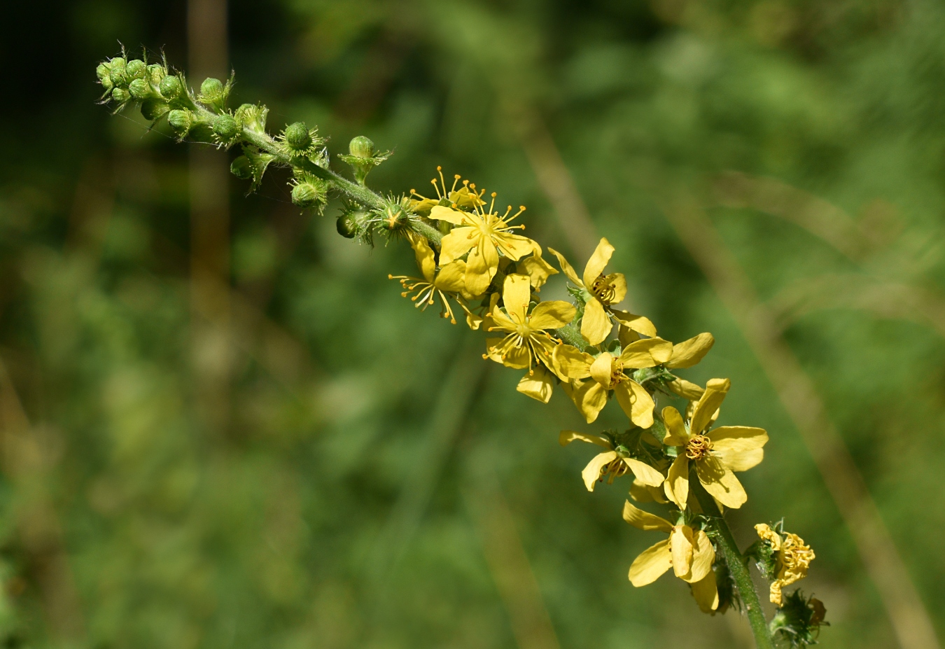 Изображение особи Agrimonia eupatoria.