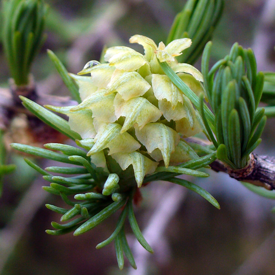 Image of Larix sibirica specimen.