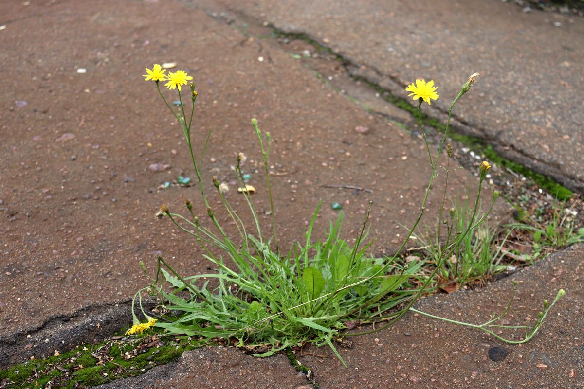 Image of Scorzoneroides autumnalis specimen.