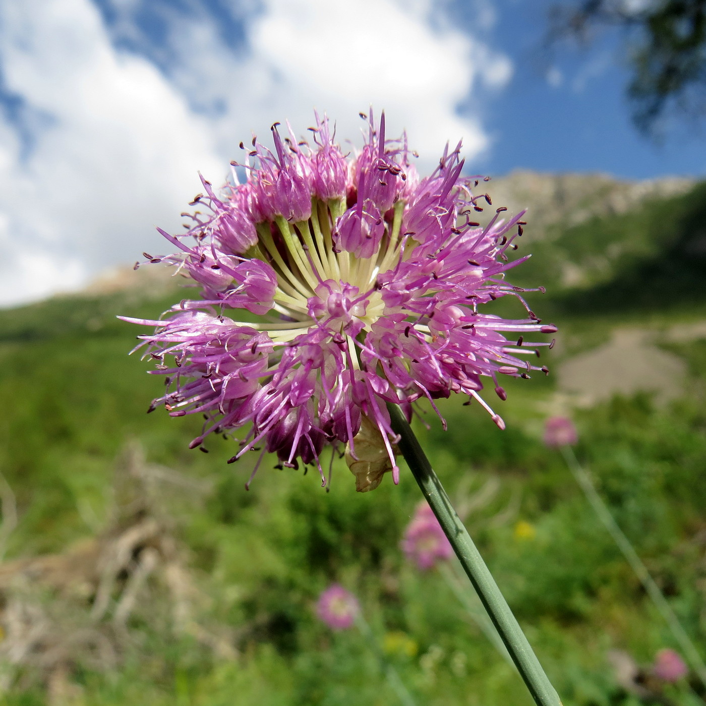 Image of Allium hymenorhizum specimen.