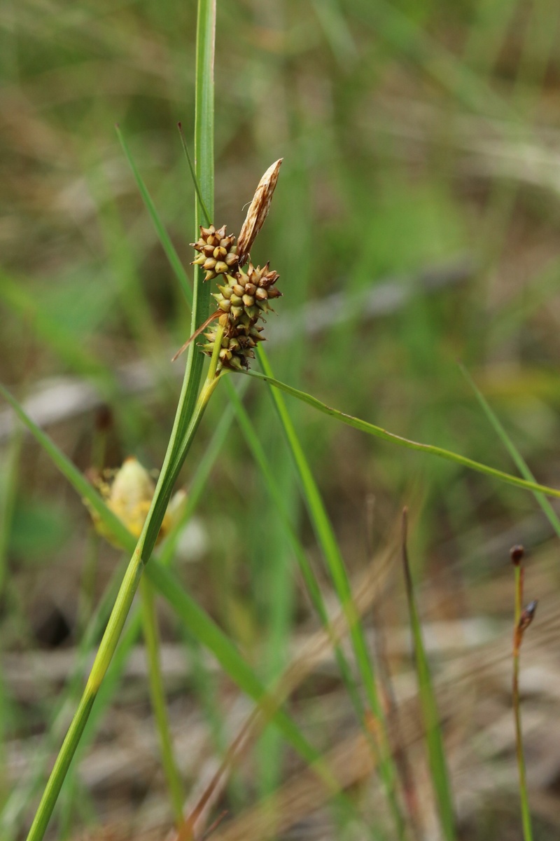 Image of Carex scandinavica specimen.