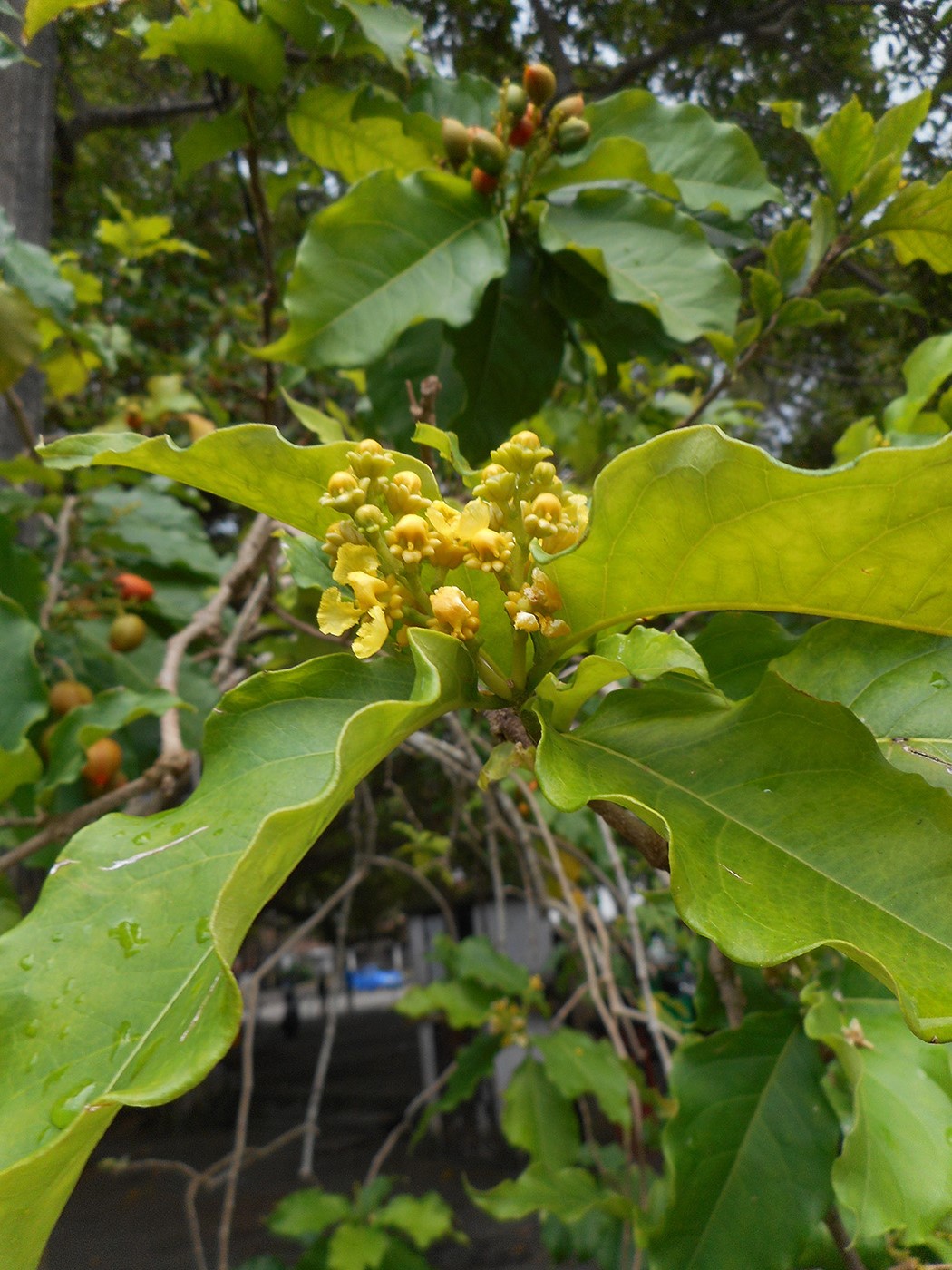 Image of Bunchosia argentea specimen.