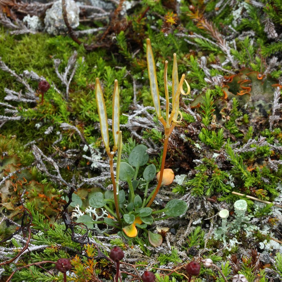 Image of Cardamine bellidifolia specimen.