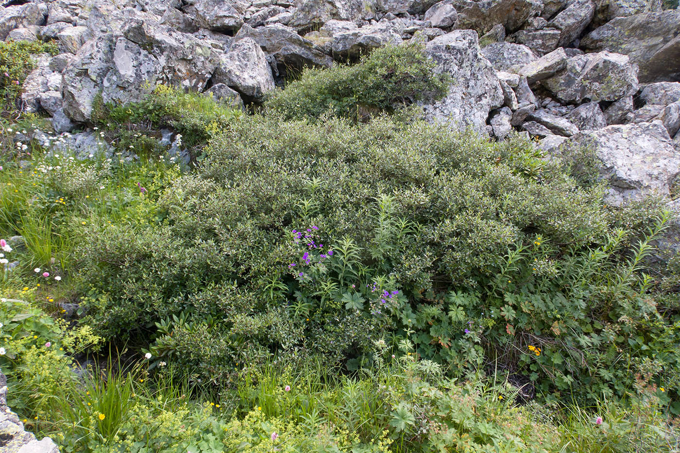 Image of Salix kazbekensis specimen.