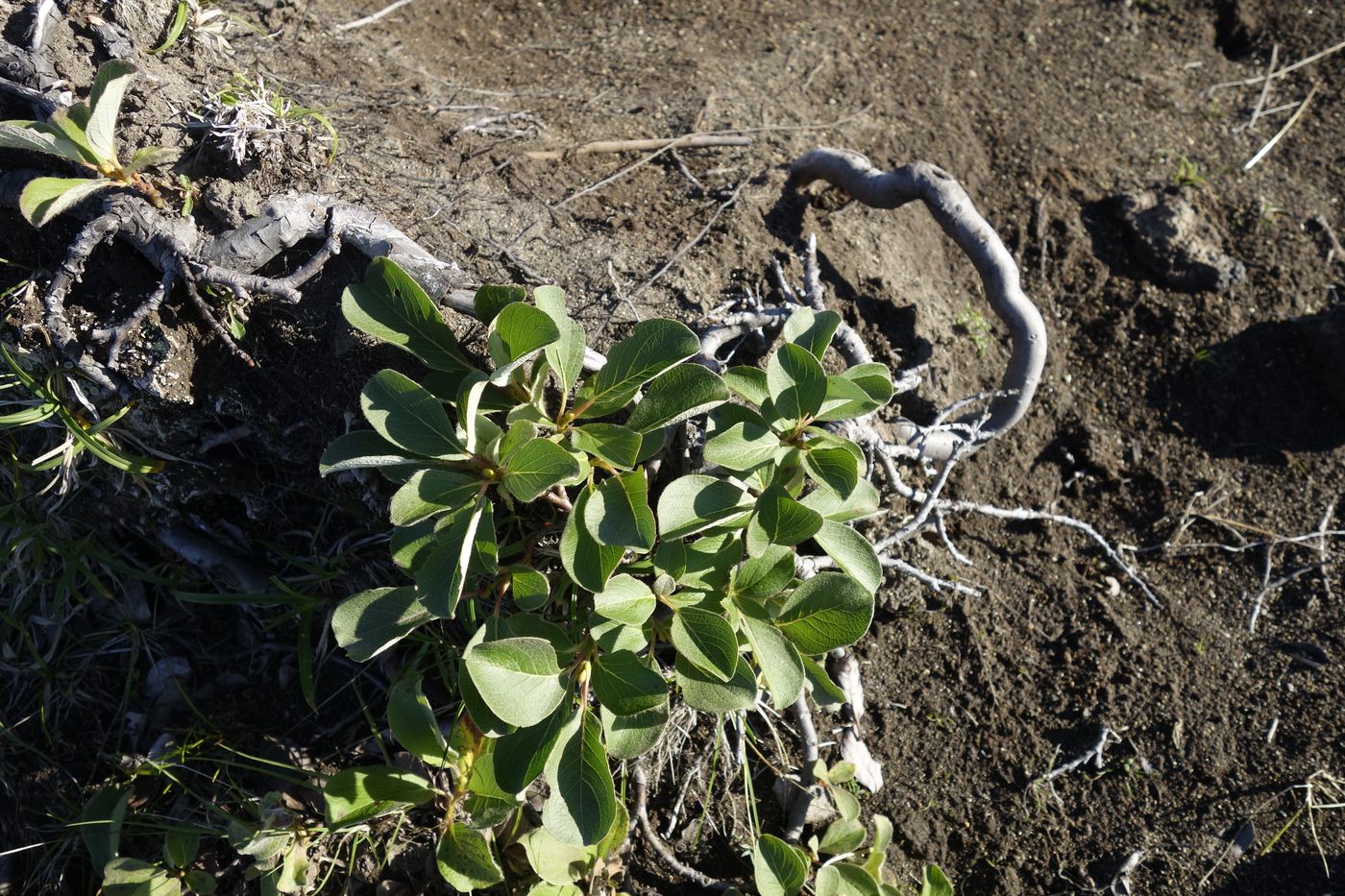 Image of genus Salix specimen.