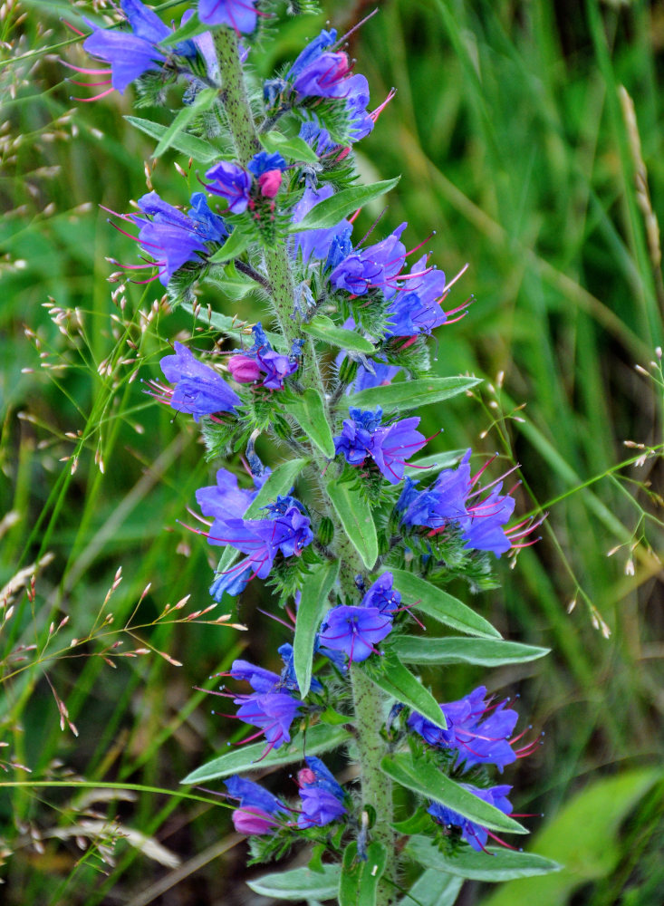 Изображение особи Echium vulgare.