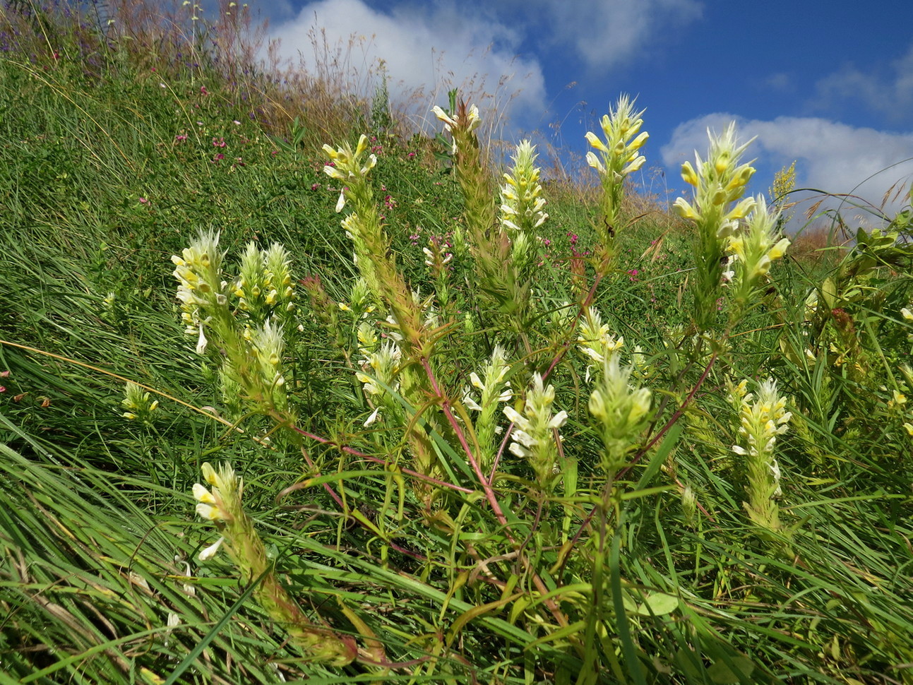 Изображение особи Melampyrum argyrocomum.