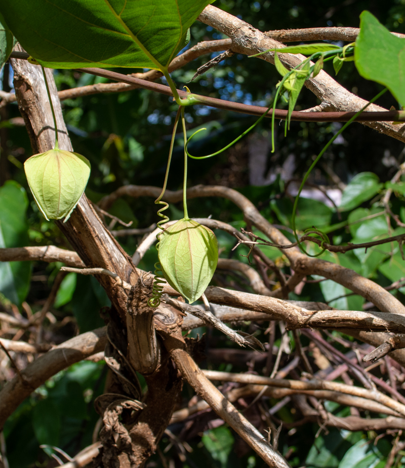 Image of Passiflora maliformis specimen.