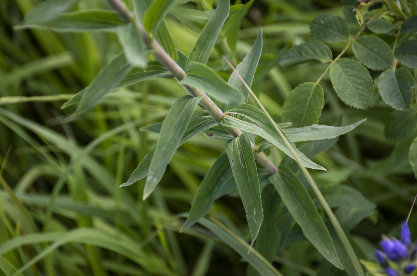 Изображение особи Linum lanuginosum.