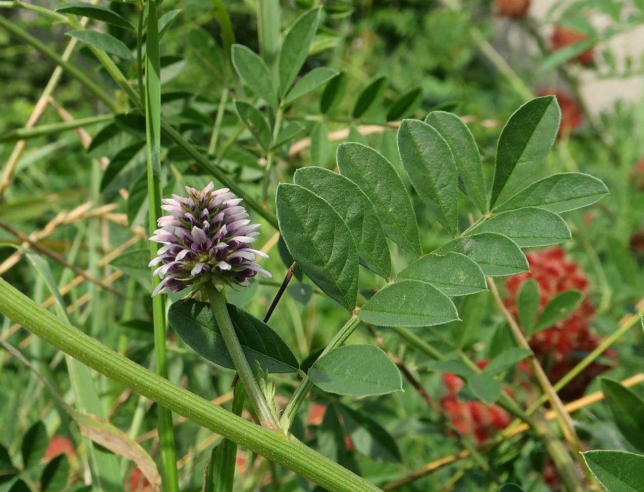 Изображение особи Glycyrrhiza echinata.