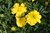 Tagetes erecta. Цветущее растение (вид сверху). Узбекистан, Ташкентская обл., Чаткальский хр., кишлак Эрташ, в культуре. 12.07.2023.