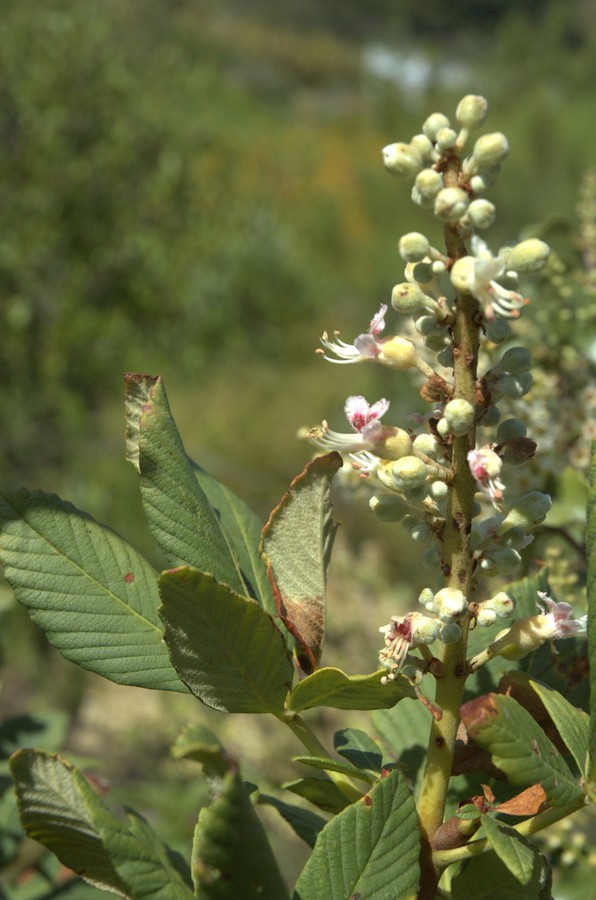 Изображение особи Aesculus parryi.