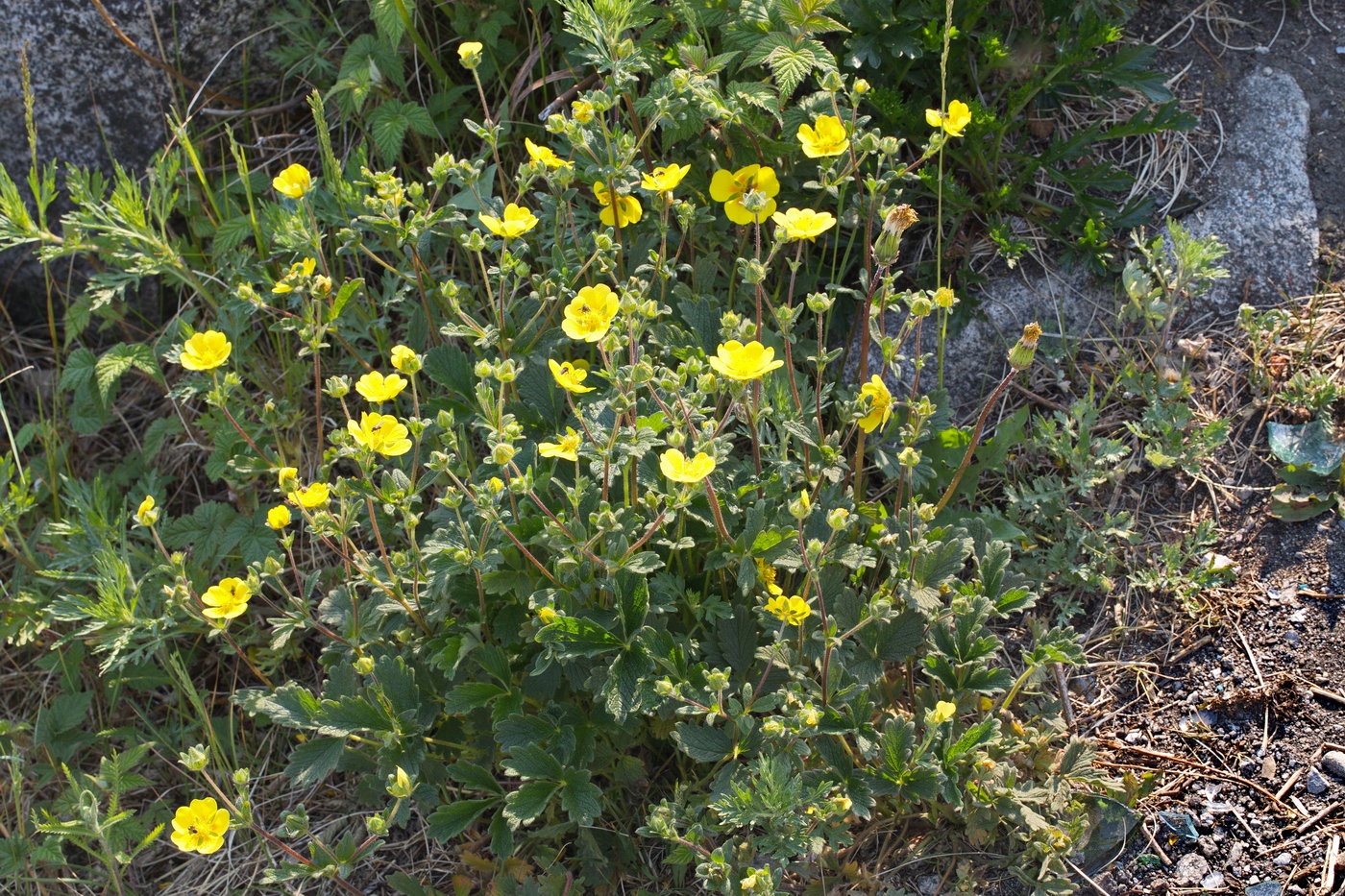 Image of Potentilla fragiformis specimen.