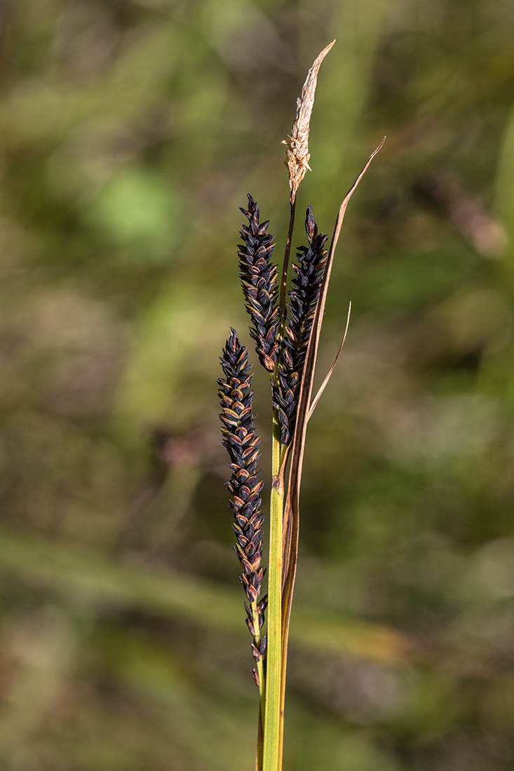 Image of Carex kotschyana specimen.