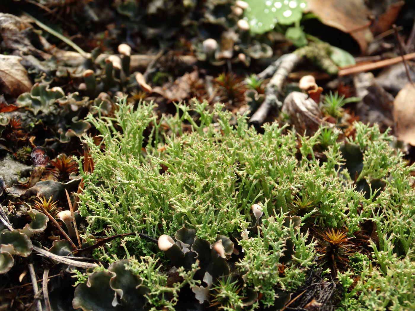 Изображение особи род Cladonia.